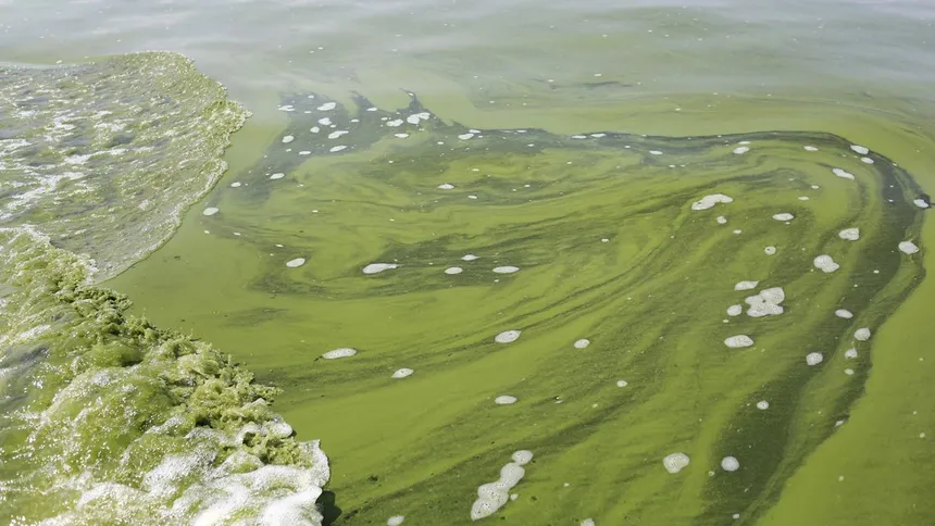 Harmful Algal Bloom Investment