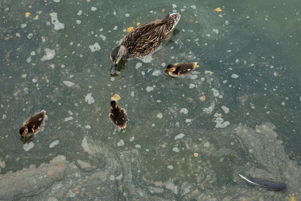 How Trump’s reconstructed Reflecting Pool created a ‘perfect’ storm for algae