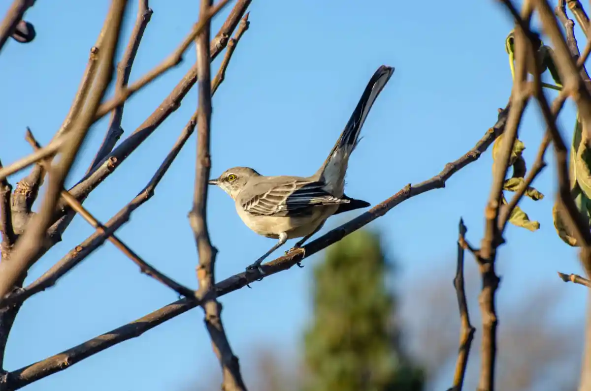 Fall Birding